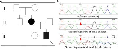 The contribution of a novel PHEX gene mutation to X-linked hypophosphatemic rickets: a case report and an analysis of the gene mutation dosage effect in a rat model